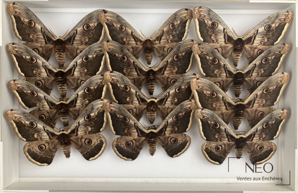 Boîte d'entomologie avec plusieurs Saturniidae naturalisés disposés en rangs.