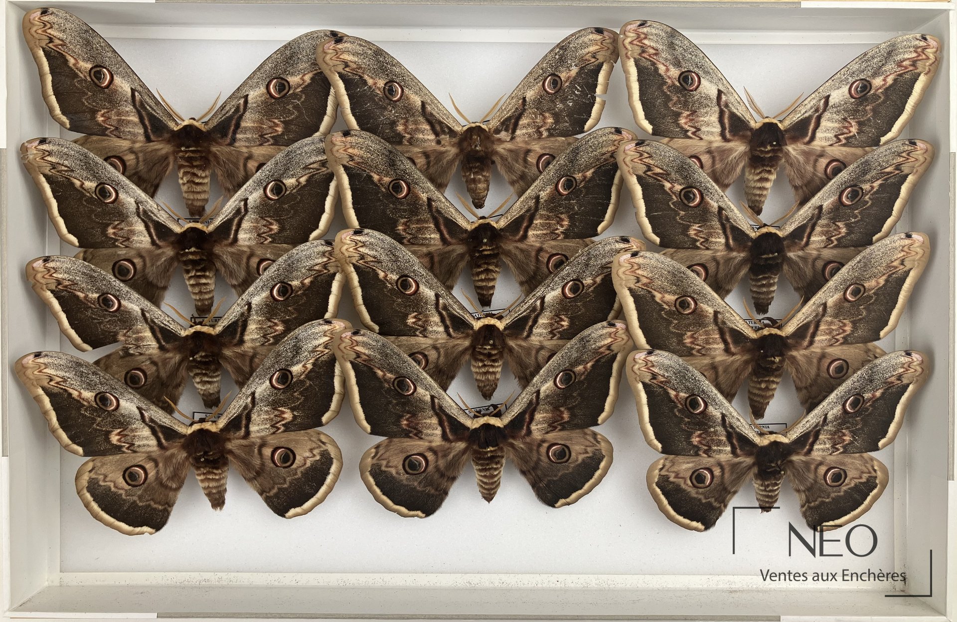 Boîte d'entomologie avec plusieurs Saturniidae naturalisés disposés en rangs.