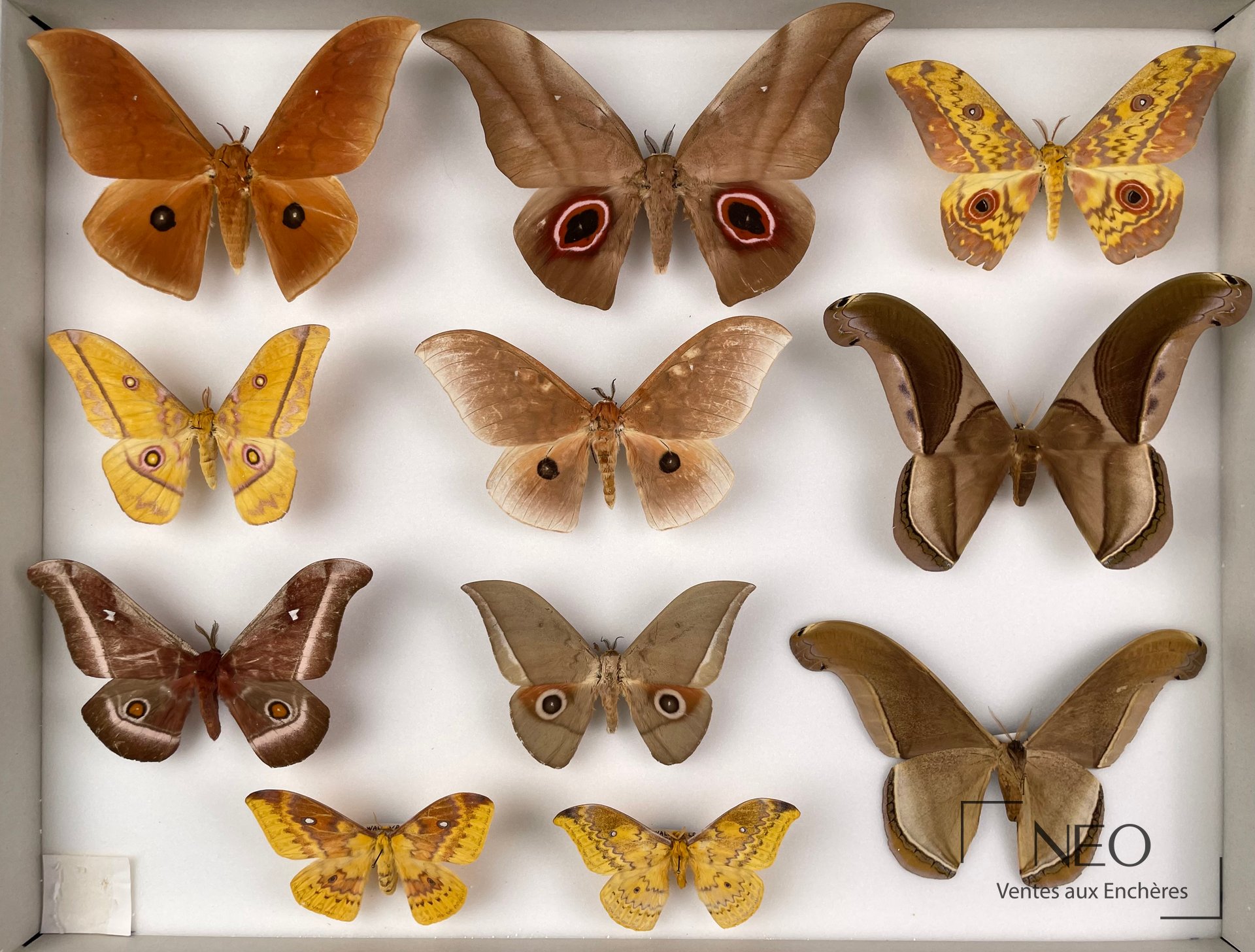 Boîte de lépidoptères Saturniidae avec plusieurs papillons épinglés sur fond blanc