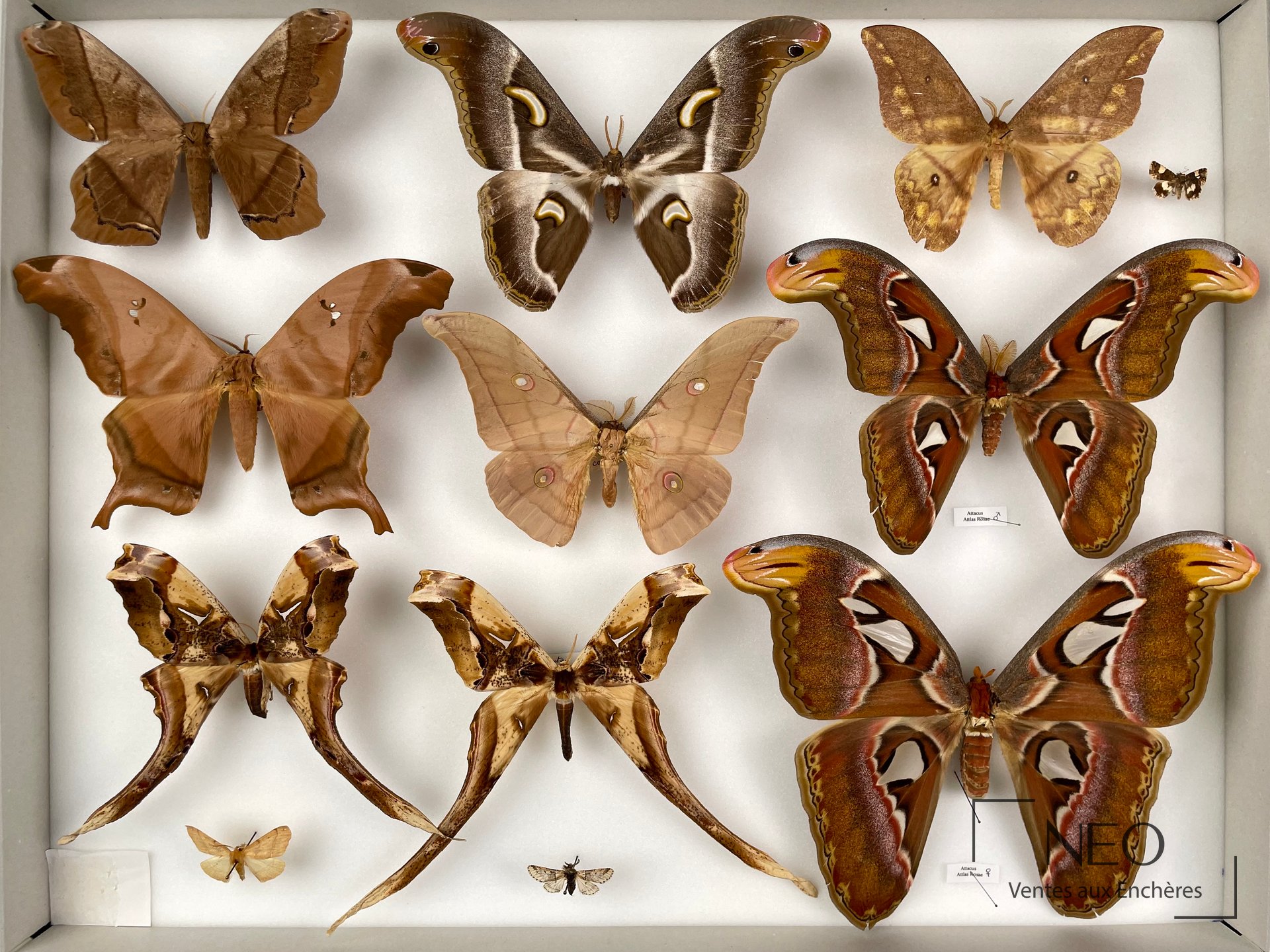 Boîte d'insectes naturalisés avec grands Saturniidae et étiquettes visibles