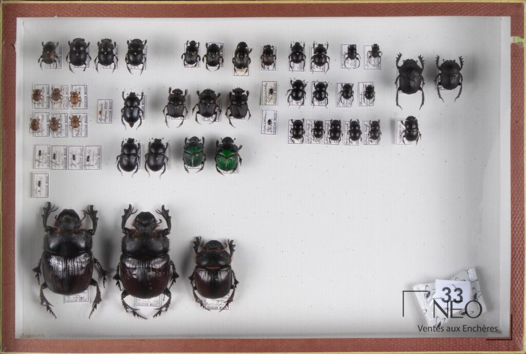 Boite entomologique présentant de nombreux scarabaeidae exotiques disposés sur fond blanc
