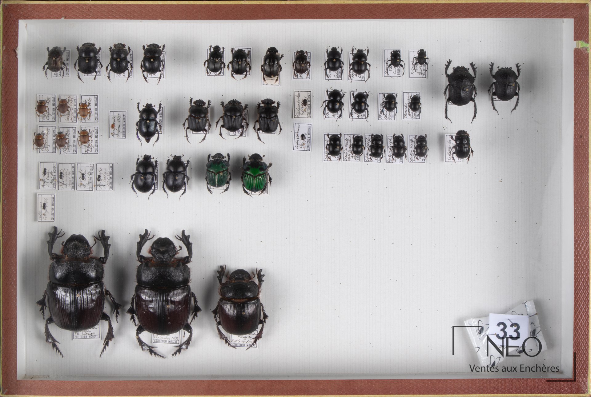 Boite entomologique présentant de nombreux scarabaeidae exotiques disposés sur fond blanc
