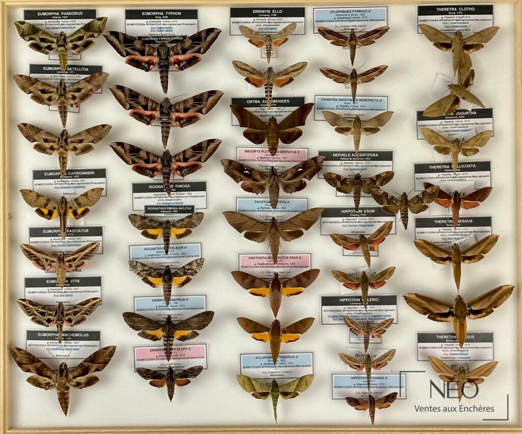 Trois boîtes entomologiques de Sphingidae présentées en cadre