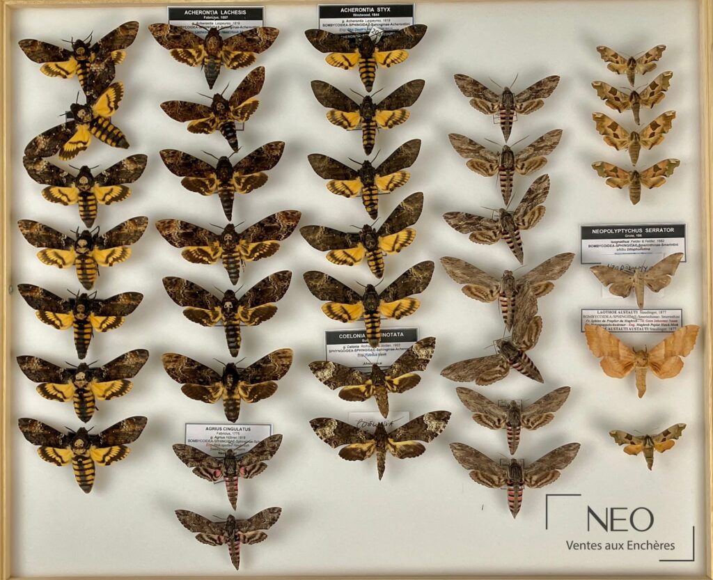 Boîte entomologique de Sphingidae divers avec plusieurs papillons montés et étiquetés