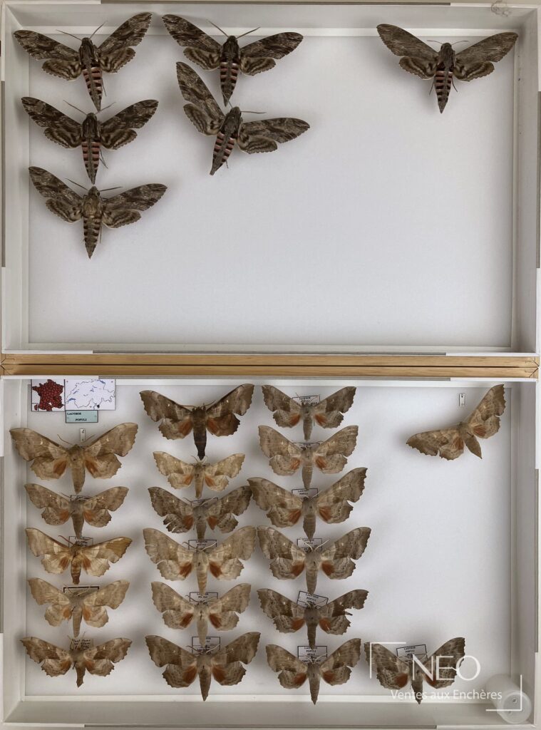 Sept boîtes entomologiques présentant des sphingidés paléarctiques épinglés sur fond blanc.