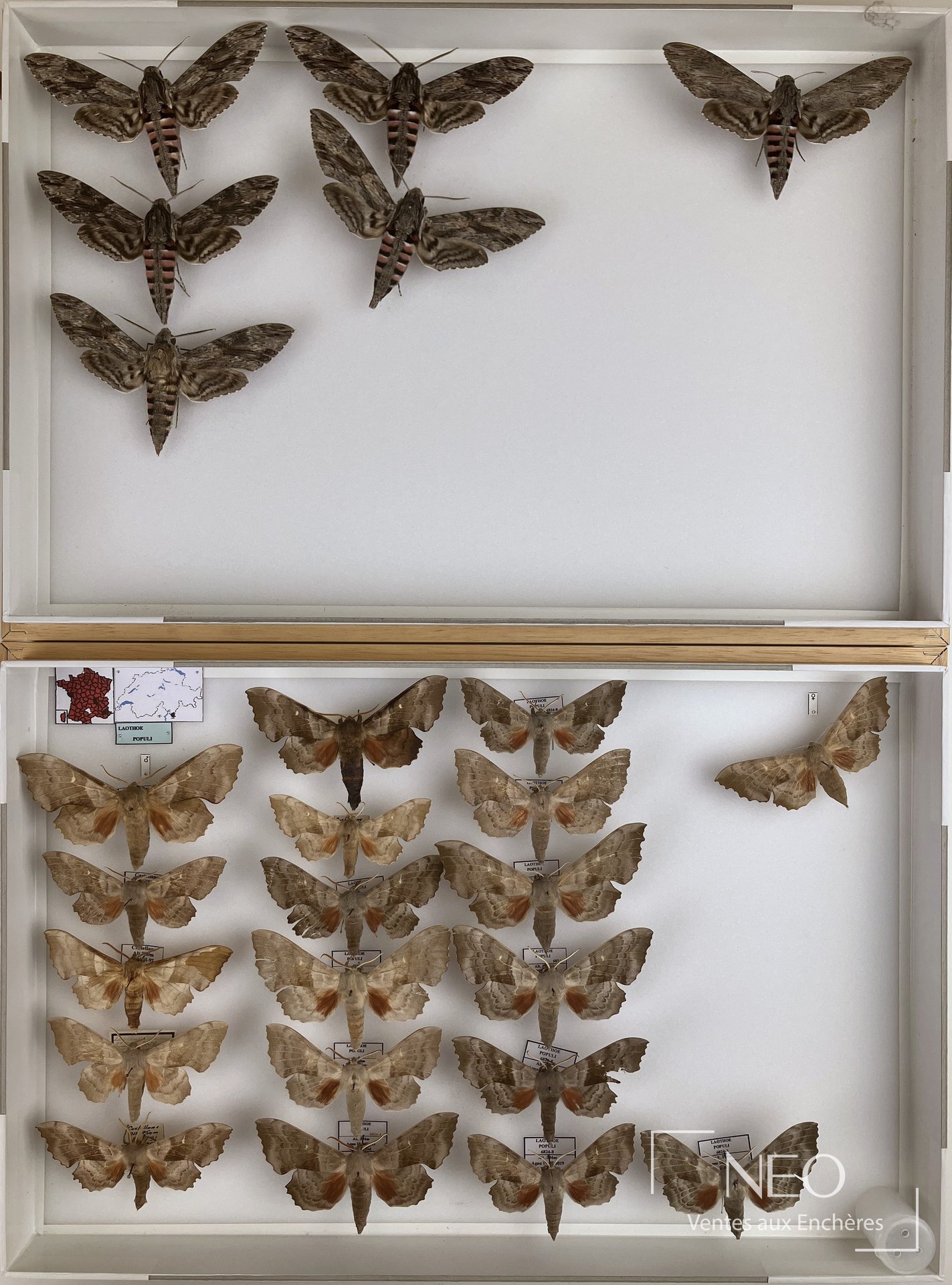 Sept boîtes entomologiques présentant des sphingidés paléarctiques épinglés sur fond blanc.