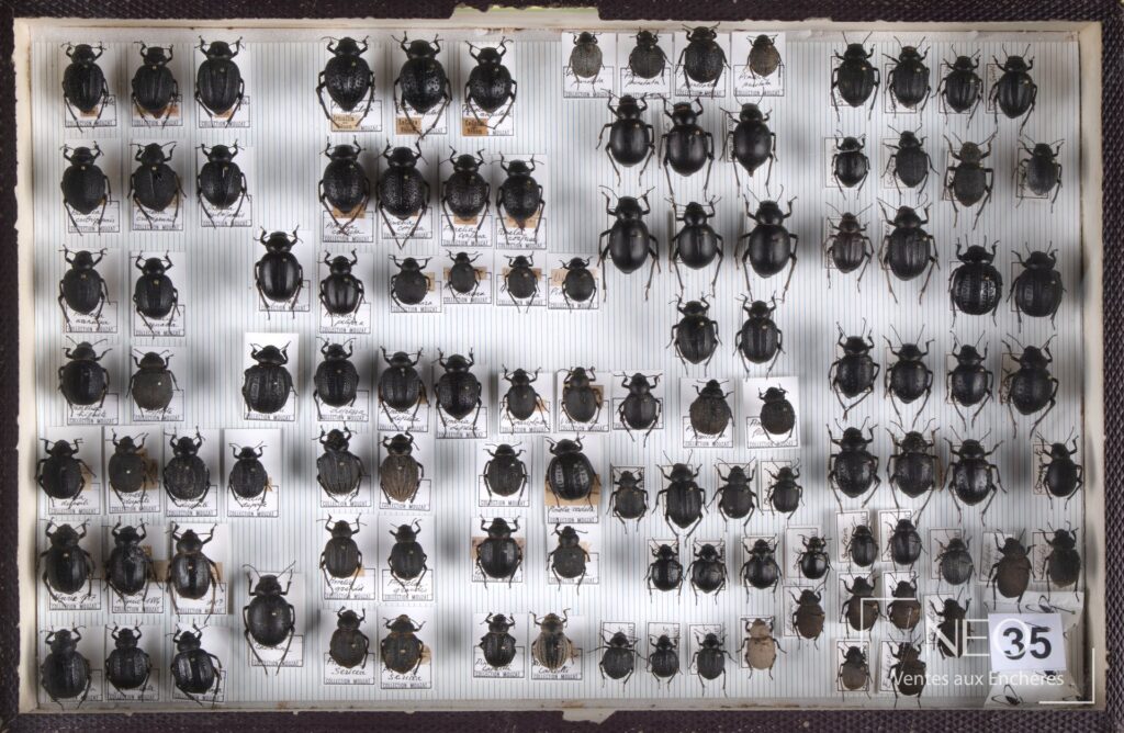 Boîte entomologique garnie de nombreux coléoptères noirs sur fond rayé