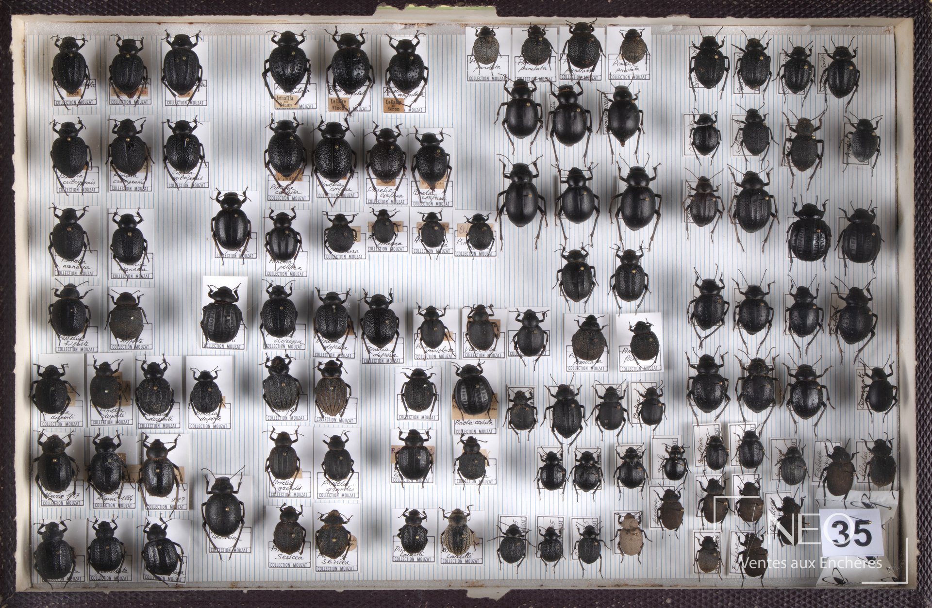 Boîte entomologique garnie de nombreux coléoptères noirs sur fond rayé