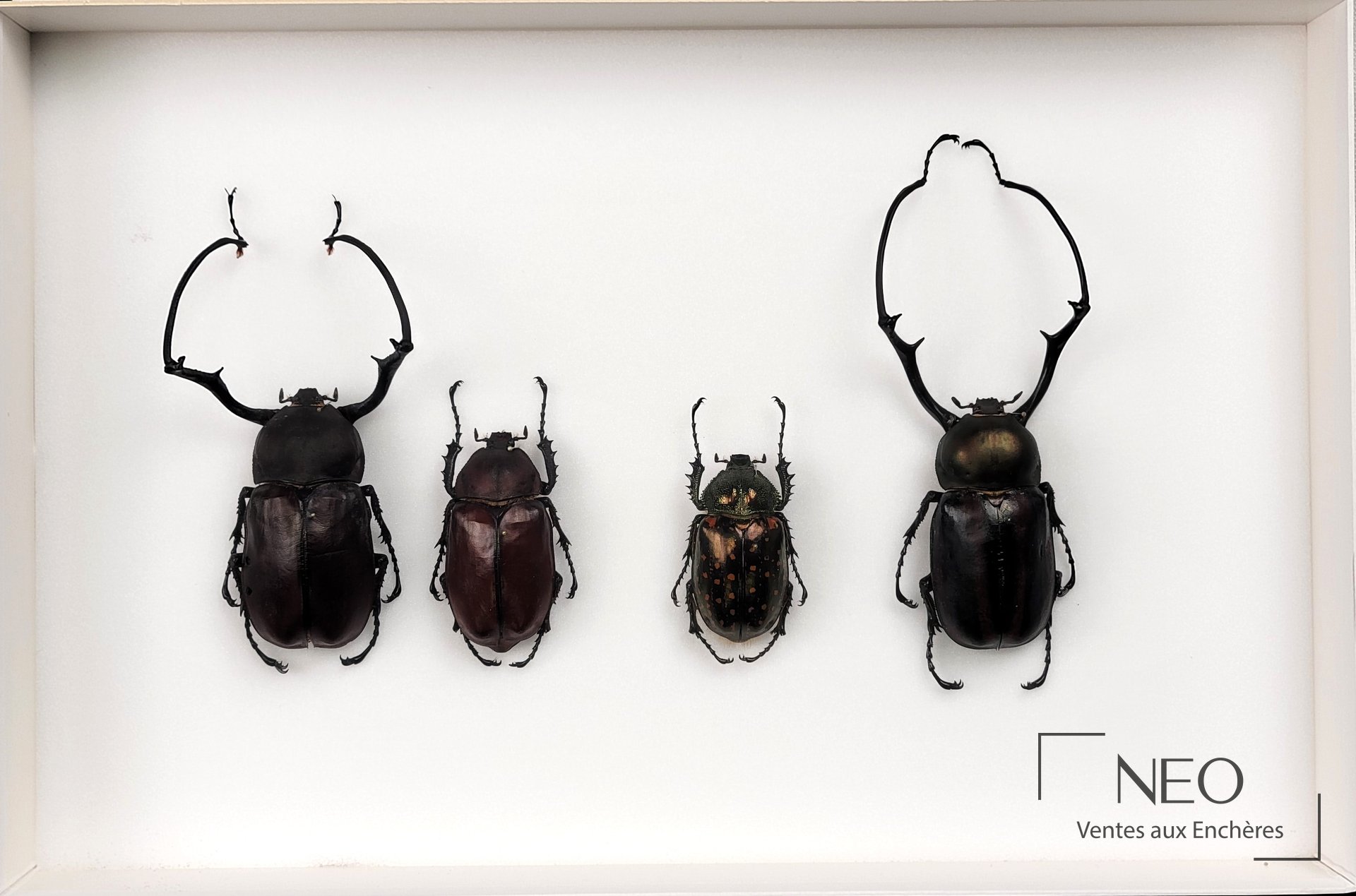 Boîte entomologique présentant quatre grands coléoptères naturalisés sur fond clair
