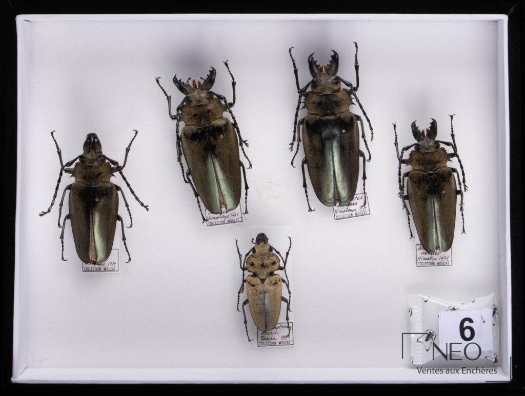 Boîte entomologique présentant plusieurs coléoptères épinglés sur fond blanc
