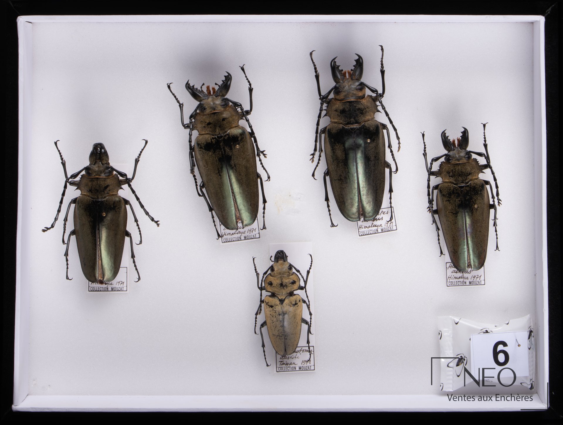 Boîte entomologique présentant plusieurs coléoptères épinglés sur fond blanc