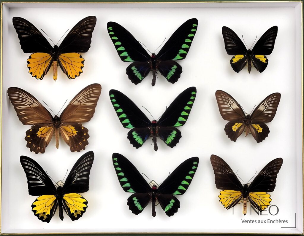 Boîte entomologique présentant plusieurs papillons tropicaux aux ailes déployées