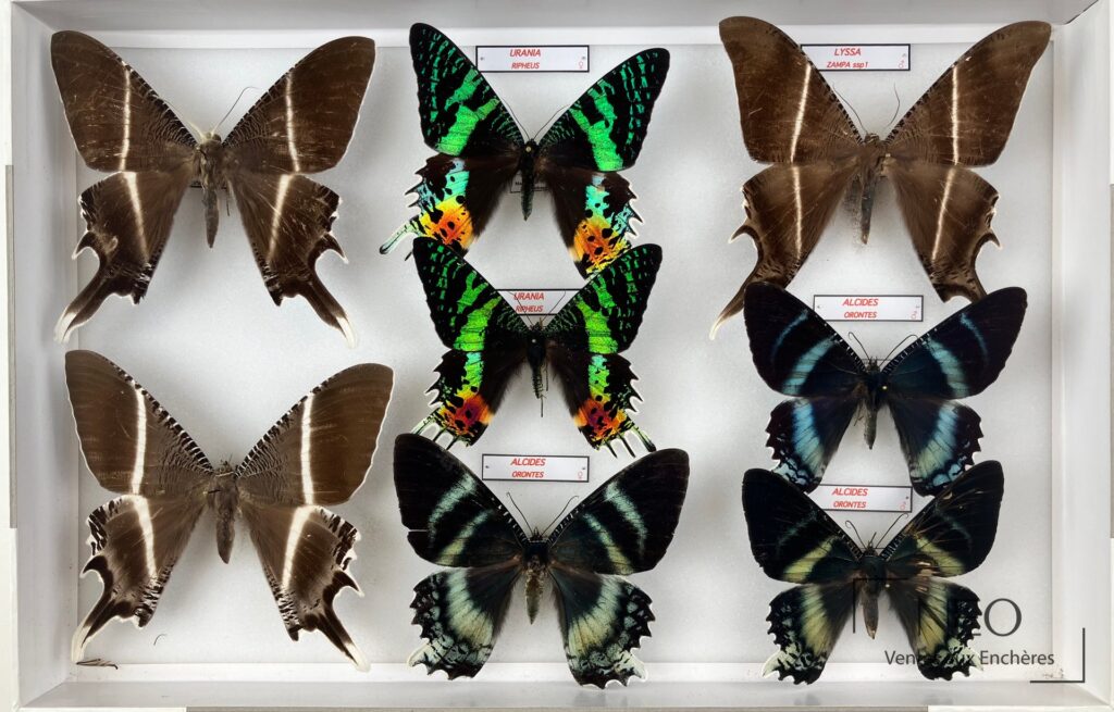 Boîte d'Uranidae avec plusieurs papillons naturalisés aux ailes déployées sur fond clair.