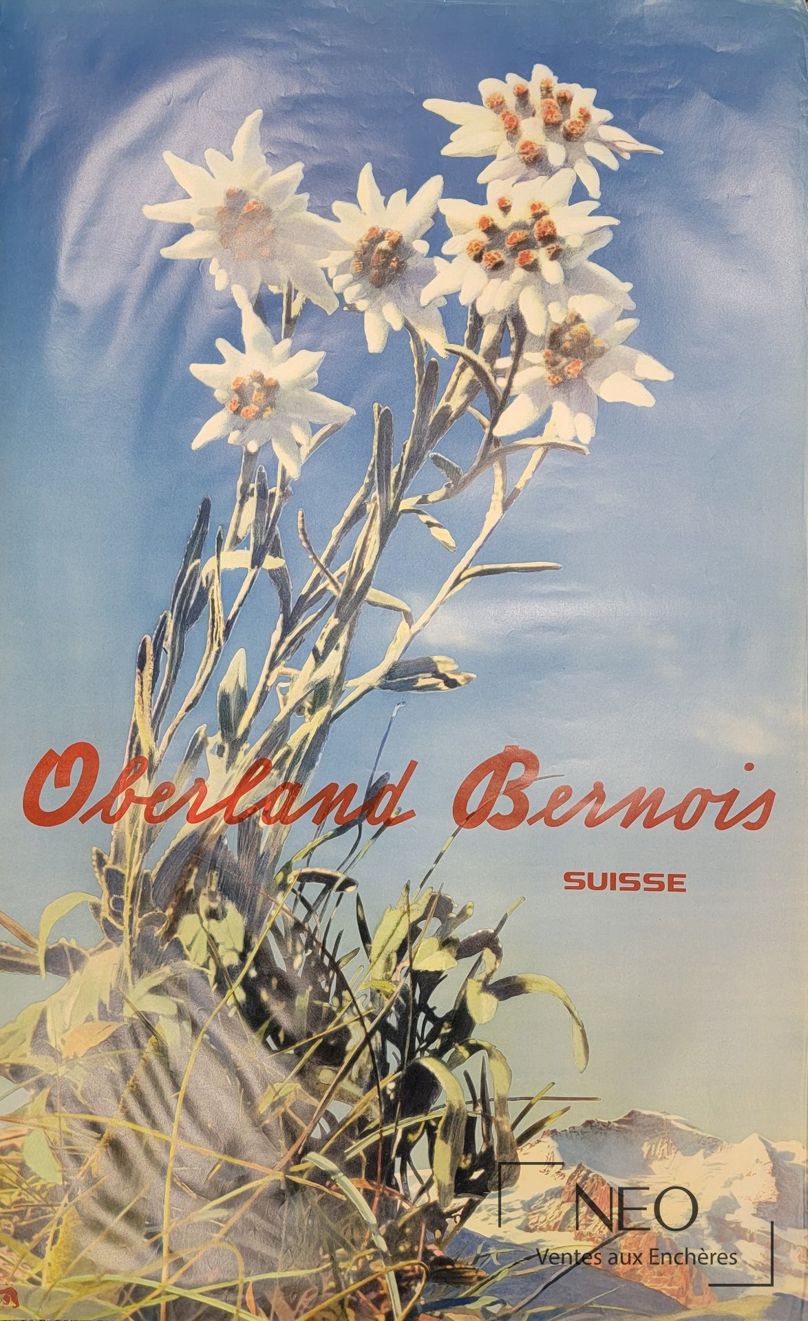 Affiche touristique en couleurs représentant des edelweiss sur fond de montagnes