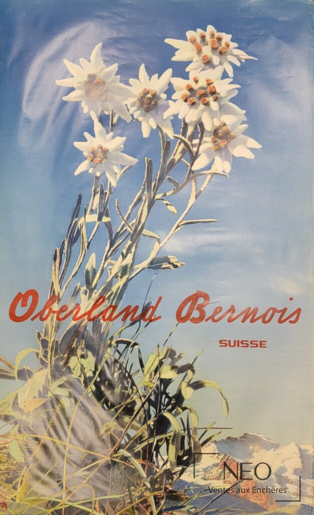 Affiche de montagne suisse en couleurs avec fleurs blanches sur fond bleu et titre Oberland Bernois
