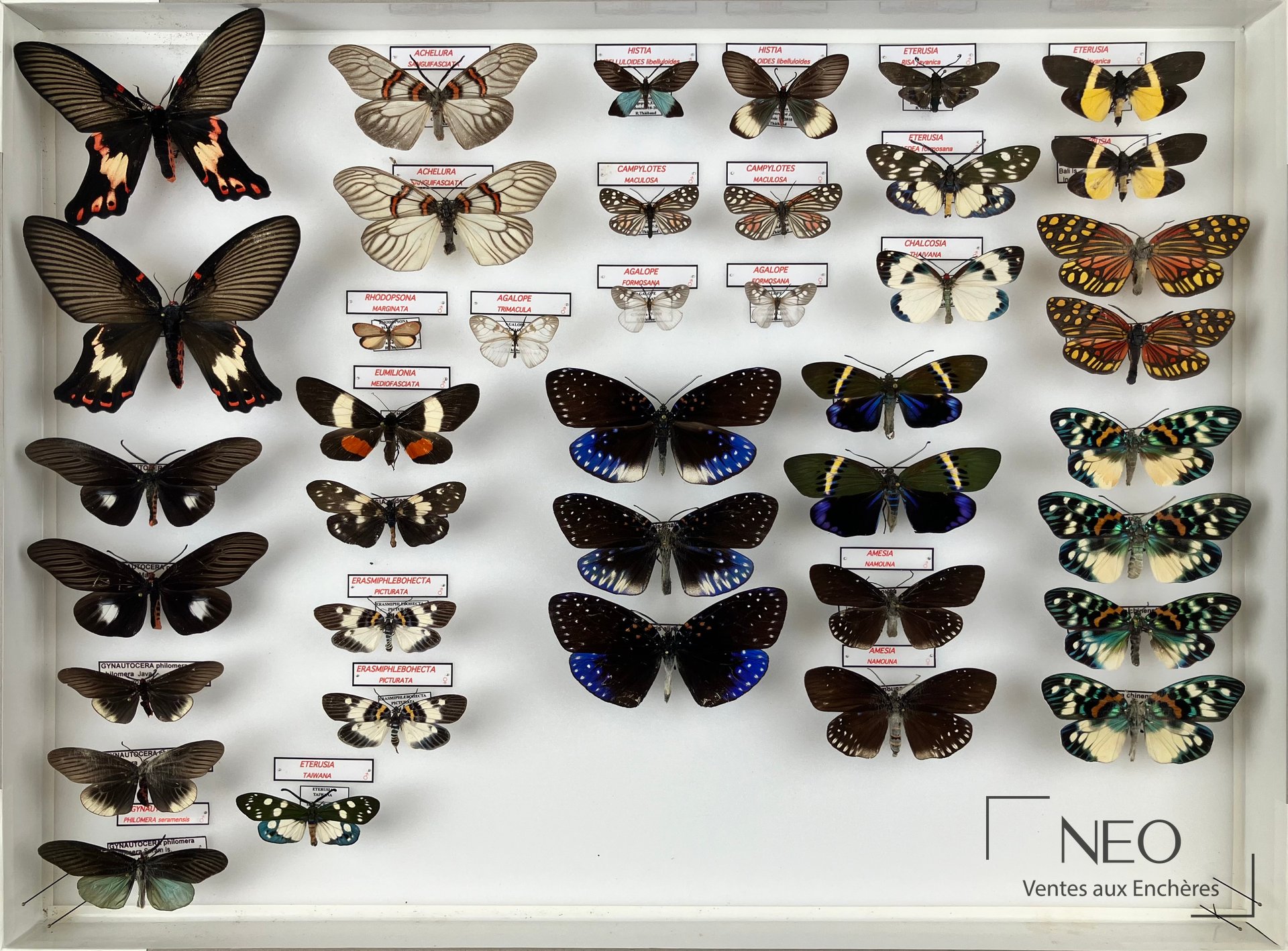 Grande boîte d'entomologie avec papillons asiatiques épinglés sur fond clair
