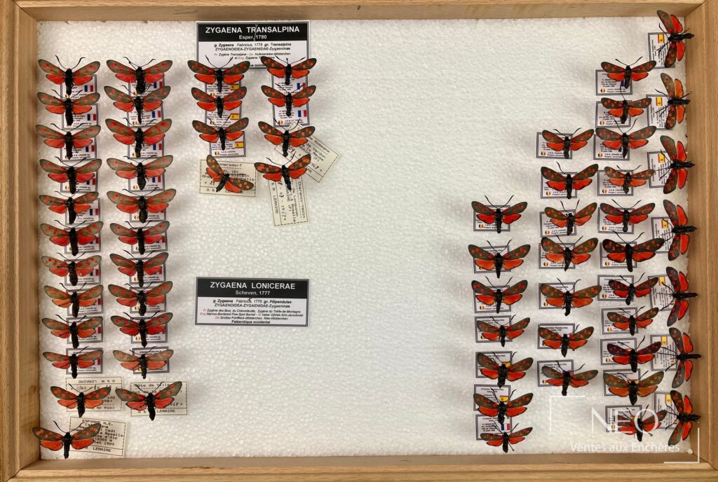 Vue d'ensemble d'une boîte entomologique remplie de Zygaenidae rouges et noirs.