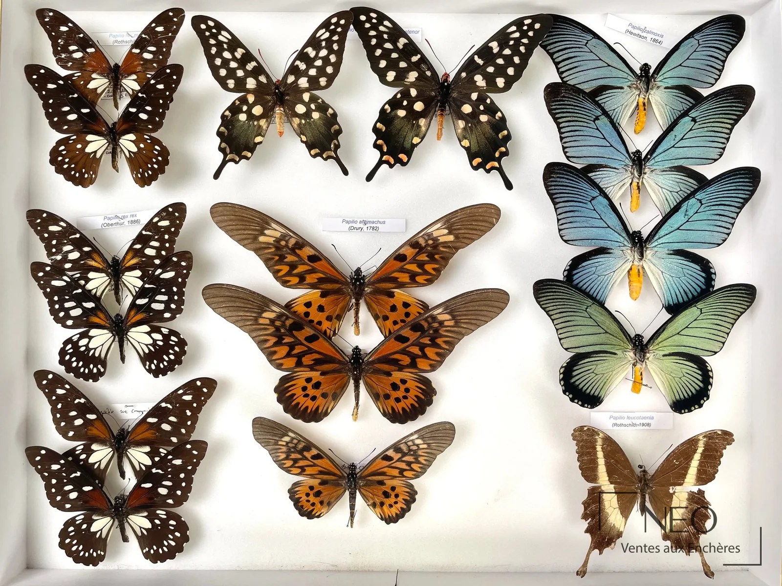 Boîte entomologique de papillons Papilionidae africains, estimation de papillons naturalisés