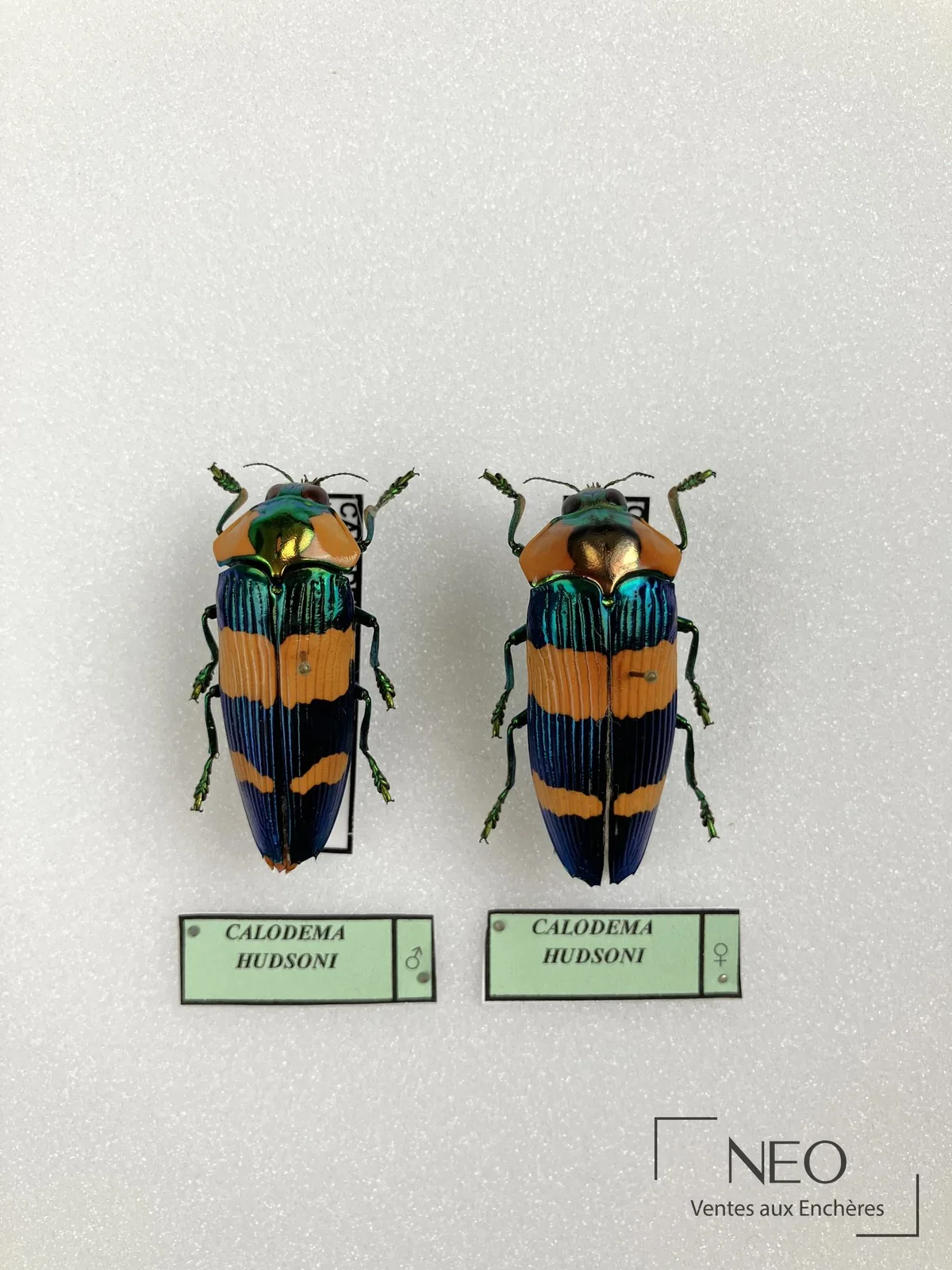 Couple de coléoptères Calodema hudsoni (Buprestidae) naturalisés, expertise entomologie NEO Enchères