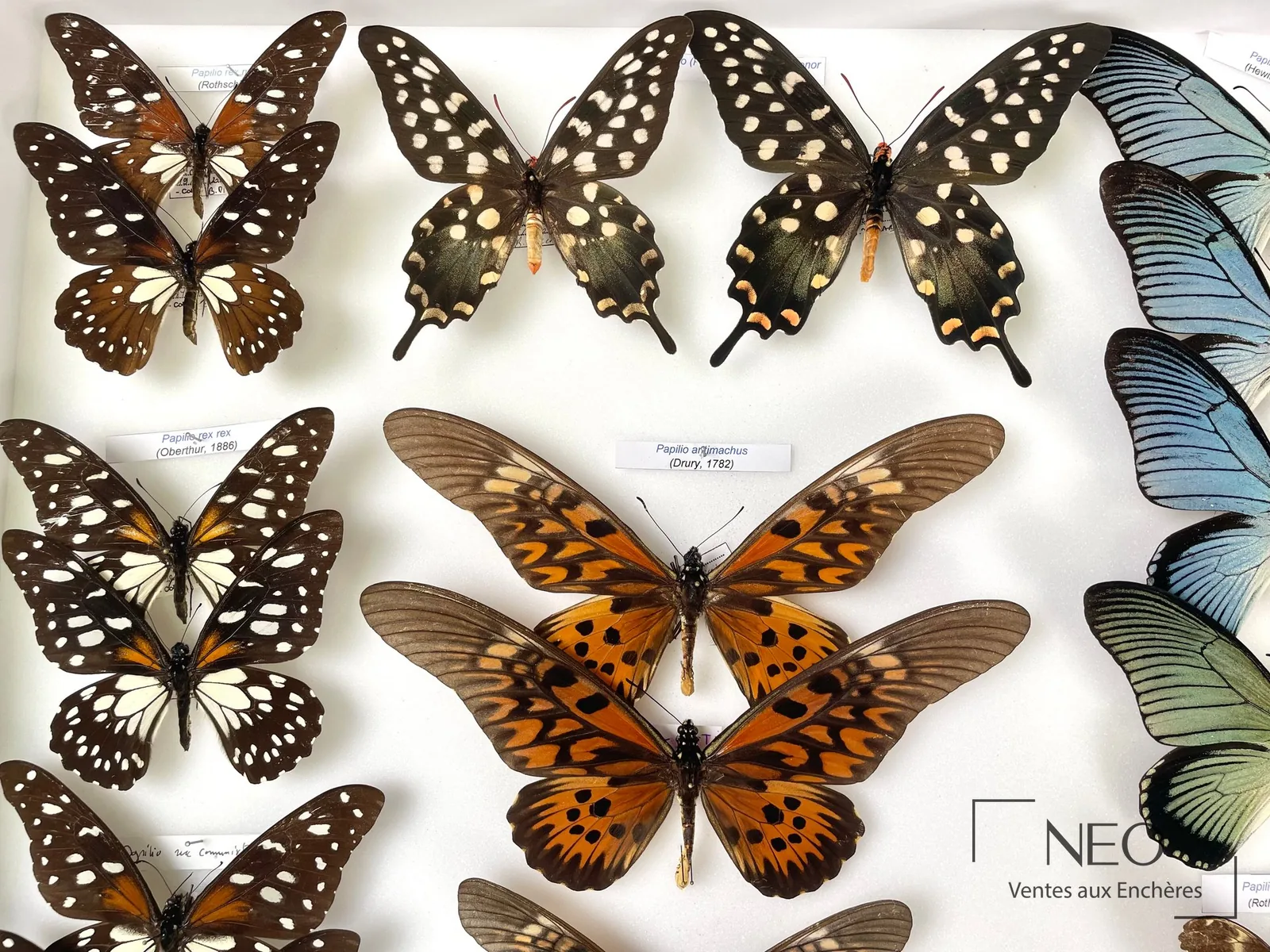 Étiquettes de détermination (espèce, localité, date) sous des papillons Papilio naturalisés
