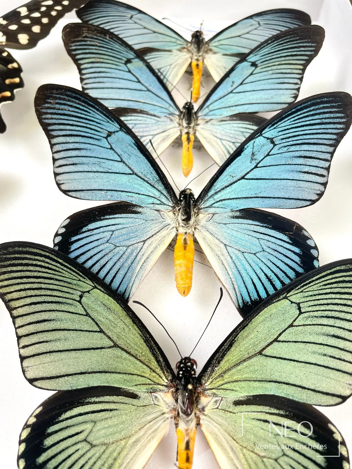 Gros plan des ailes iridescentes d'un papillon Papilio bleu naturalisé, expertise entomologie